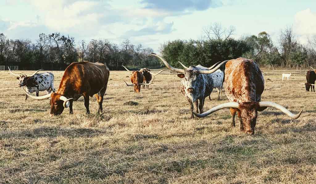 Texas Energy Plans for Texans by Texans